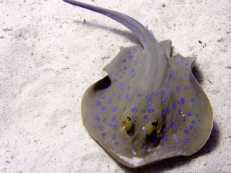 Blue-spotted Ray