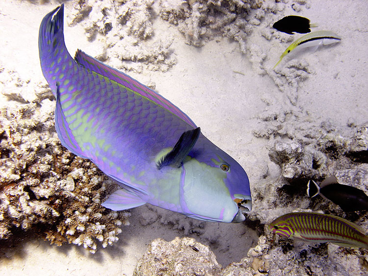 Parrotfish