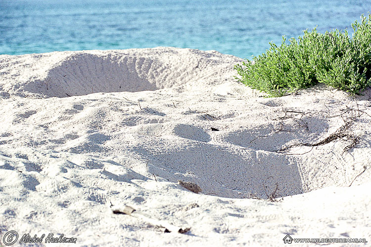 Nest, Pacific Green Sea Turtle