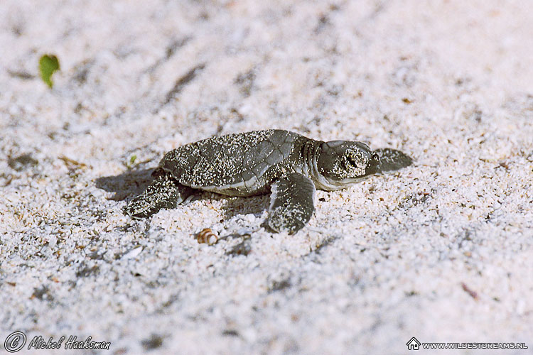 Hatchling, Pacific Green Sea Turtle