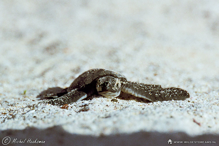 Hatchling, Pacific Green Sea Turtle