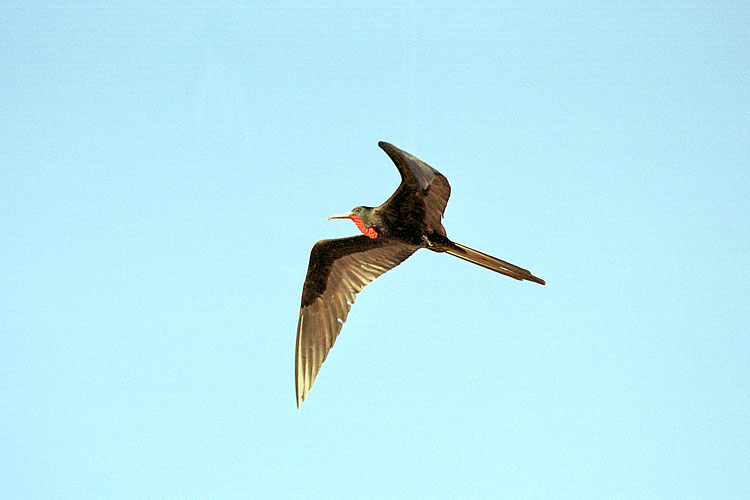 Frigatebird