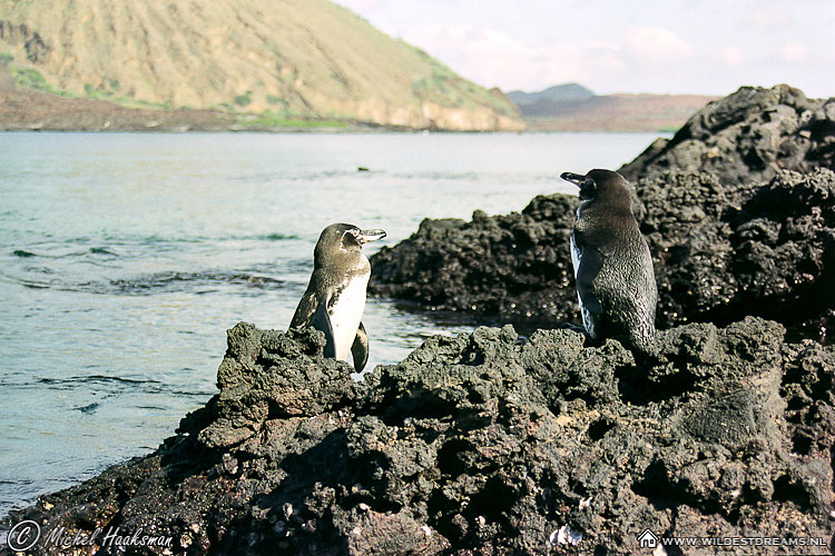 Galapagos Penguin, Penguin