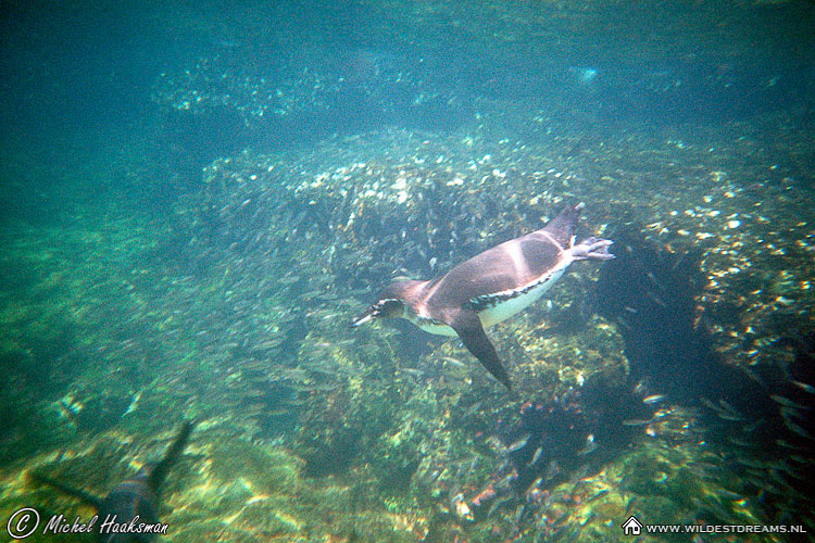 Galapagos Penguin, Penguin