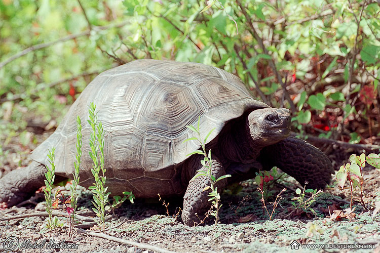 Giant Tortoise, Tortoise