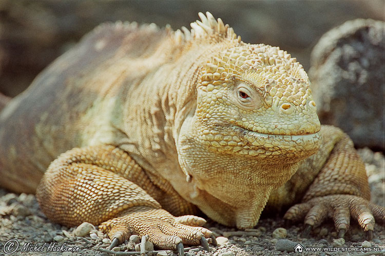 Galapagos Land Iguana, Iguana