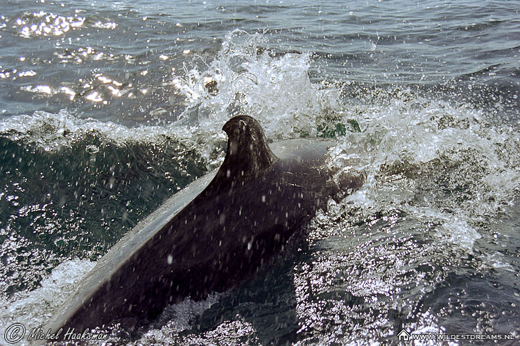 Bottle-nosed Dolphin, Dolphin