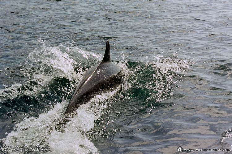 Bottle-nosed Dolphin, Dolphin