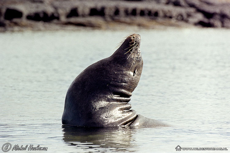 Galapagos Sea Lion