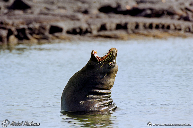 Galapagos Sea Lion