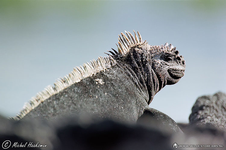 Iguana, Marine Iguana