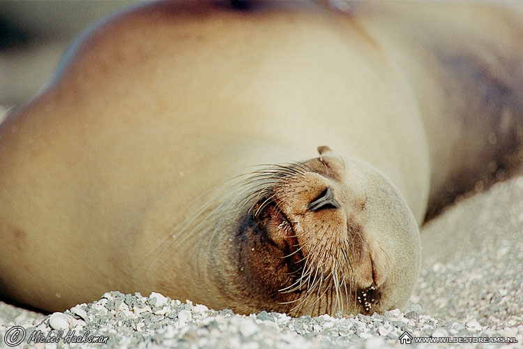 Galapagos Sea Lion