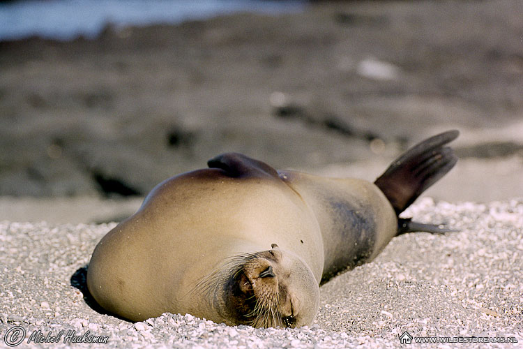 Galapagos Sea Lion