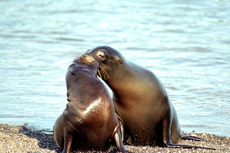 Galapagos Sea Lion