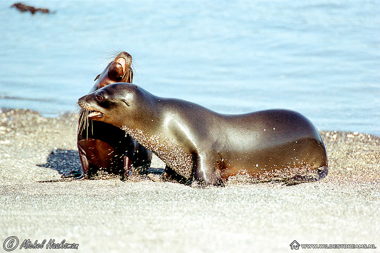 Galapagos Sea Lion