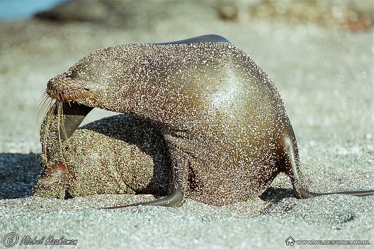 Galapagos Sea Lion