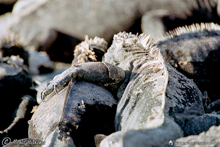 Iguana, Marine Iguana