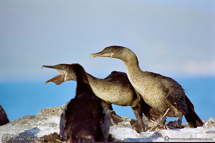 Cormorant, Flightless Cormorant