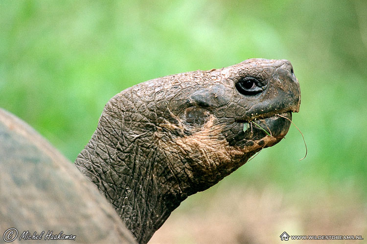 Galapagos Giant Tortoise, Tortoise