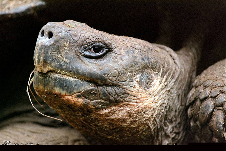 Galapagos Giant Tortoise, Tortoise