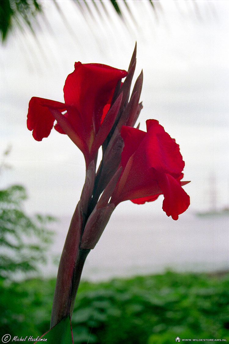 Amaryllis