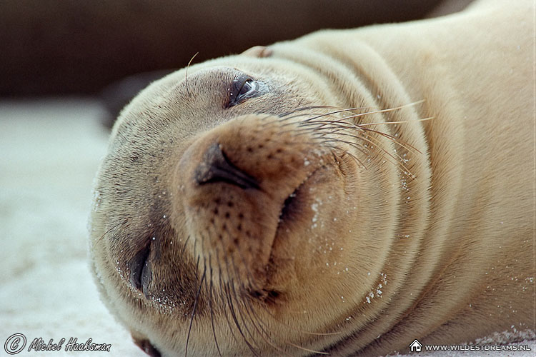 Galapagos Fur Seal