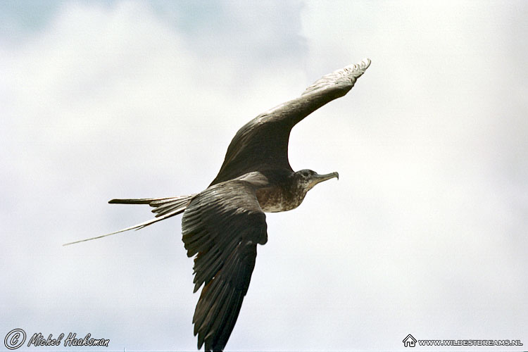 Frigatebird