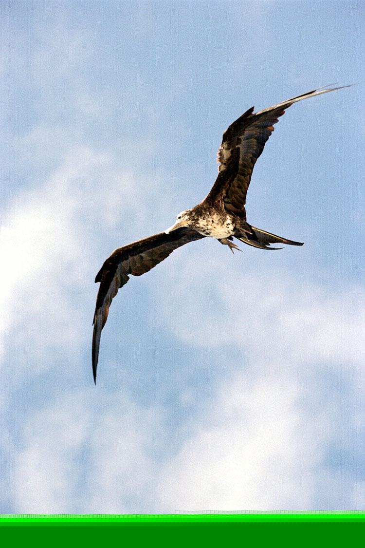 Frigatebird