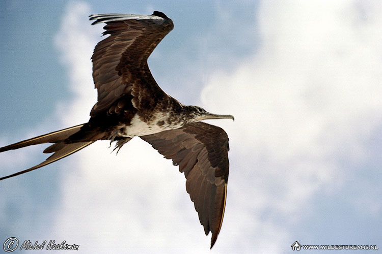 Frigatebird