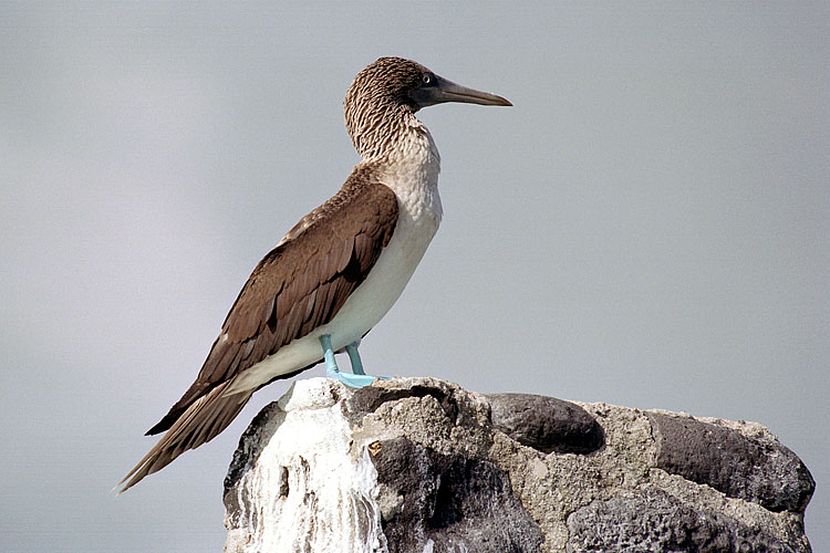 Blue Footed Booby