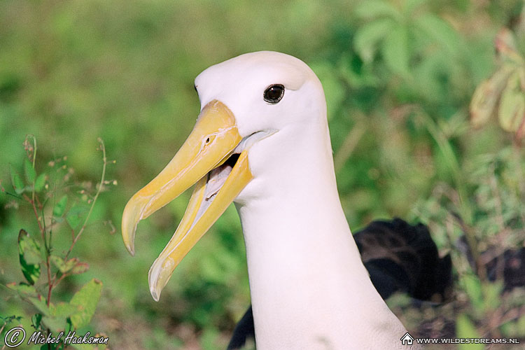 Albatross, Waved Albatross