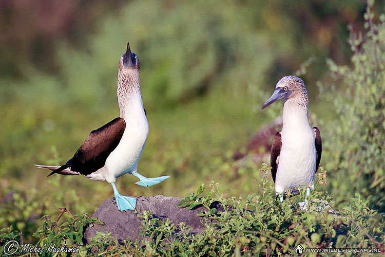 Blue Footed Booby