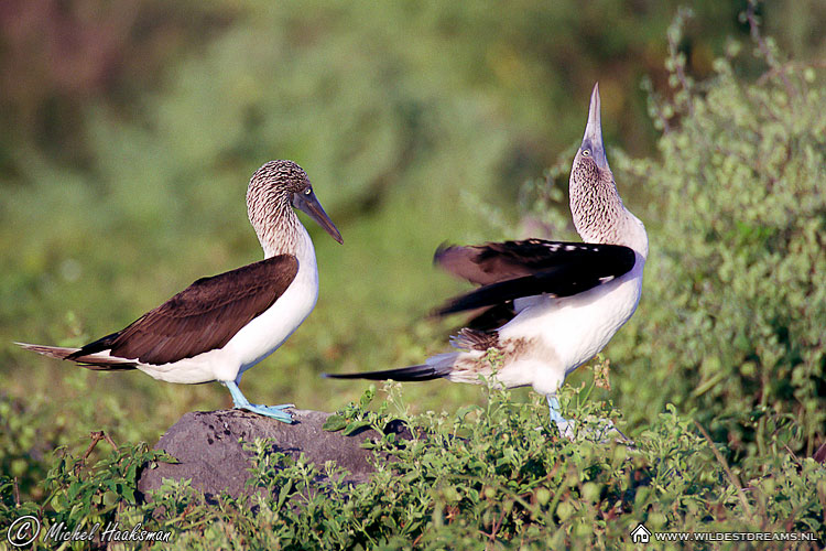 Blue Footed Booby