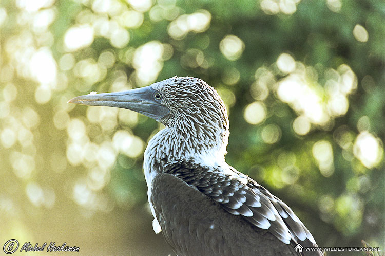 Blue Footed Booby