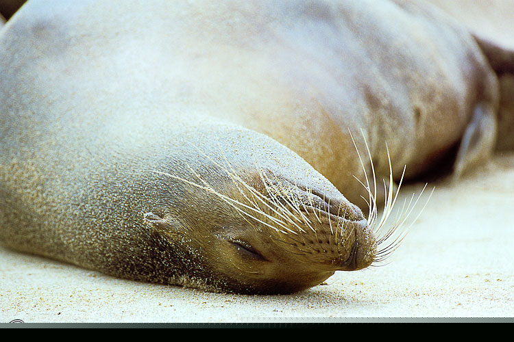 Galapagos Sea Lion