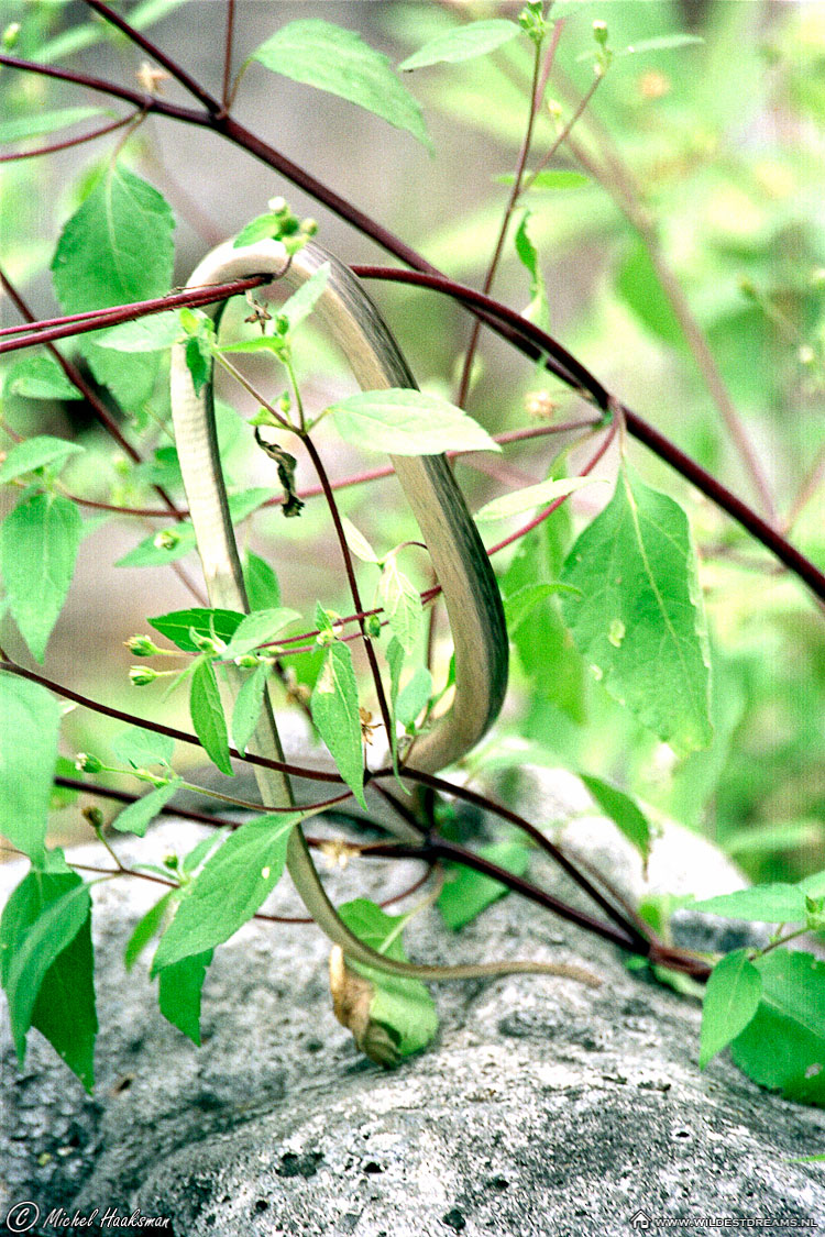 Galapagos Snake, Snake