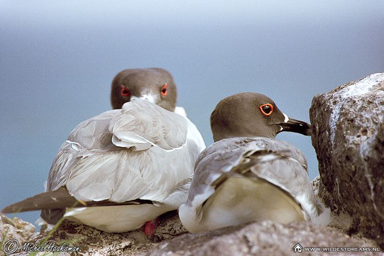 Gull, Swallow-tailed gull