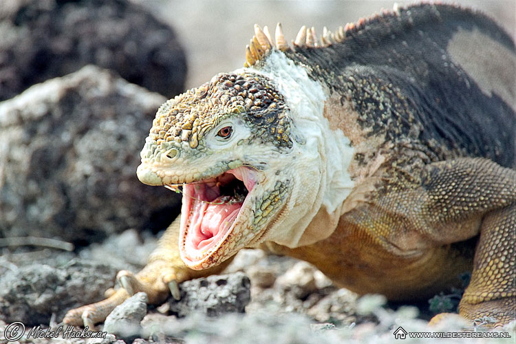 Galapagos Land Iguana, Iguana