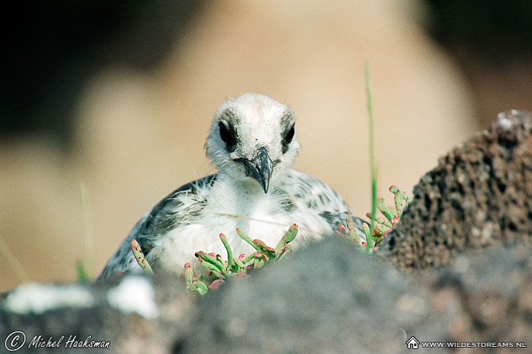 Chick, Swallow-tailed gull