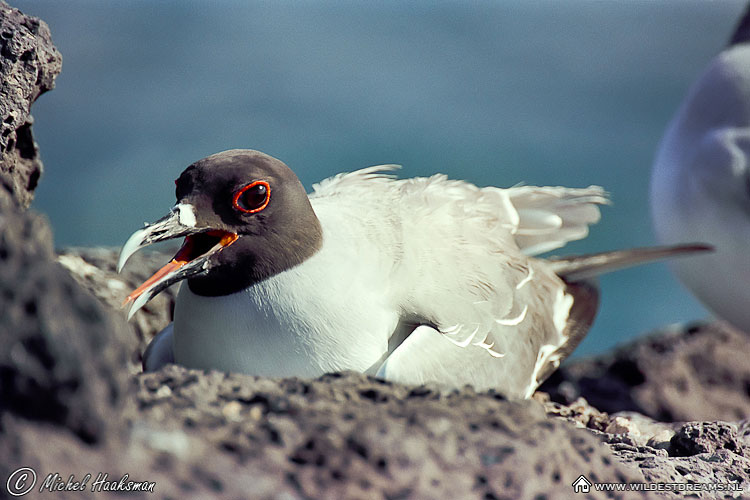 Gull, Swallow-tailed gull