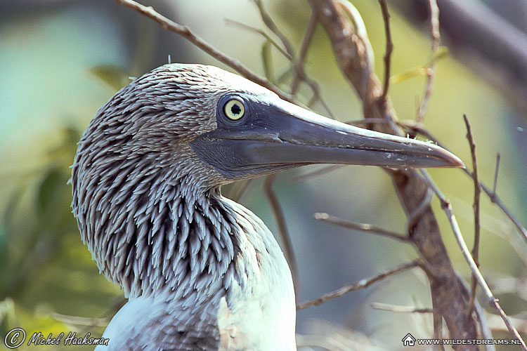 Blue Footed Booby