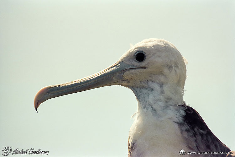 Frigatebird