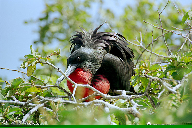 Frigatebird, Magnificent Frigatebird