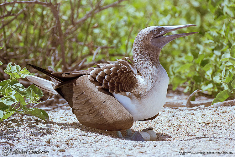 Blue Footed Booby, Egg