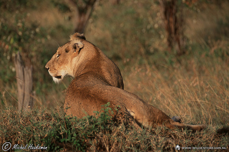 Lioness, Sunset