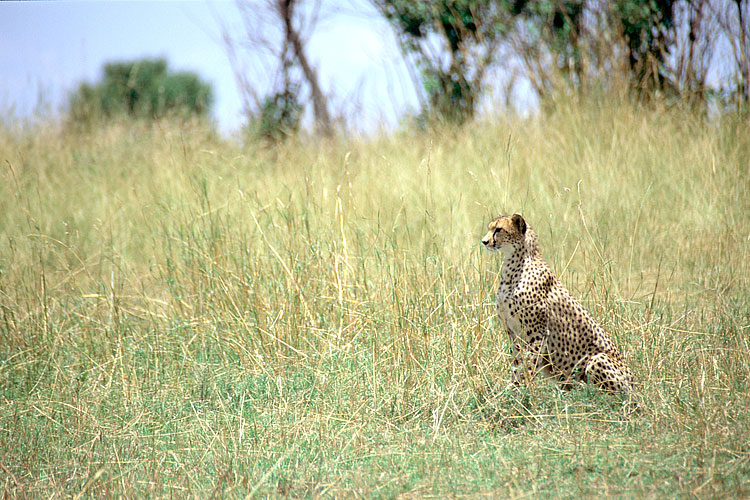 Cheetah