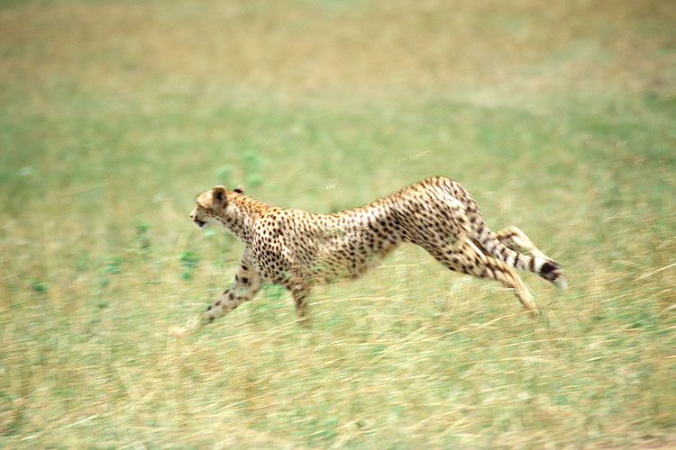 Cheetah