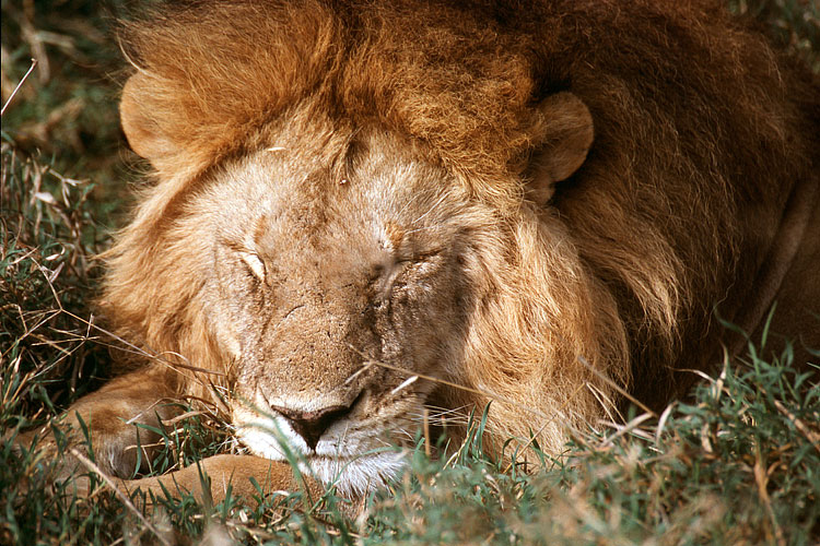 Lion