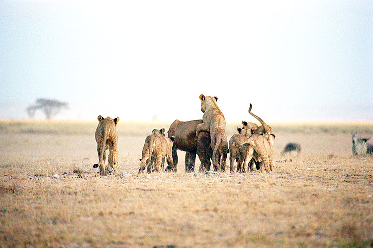 Cub, Lion