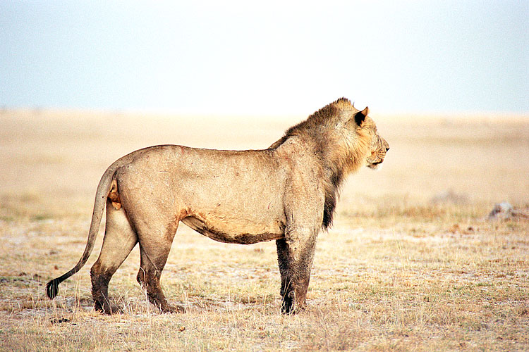 Lion